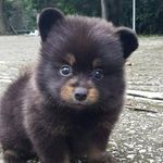 Daniel Takagi de Aquino - @takagideaquino - Instagram