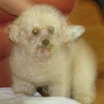 Daniel Takara - @danieltk1982 - Instagram