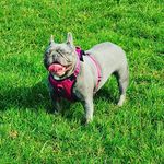 Daniel Tallon - @bull_and_hound - Instagram