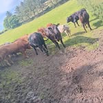 Daniel Tally - @tally7624 - Instagram
