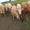 Daniel tally - @daniel.tally1 - TikTok