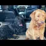 Daniel Tank - @labradoodle_celle - Instagram