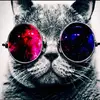 Daniel Taplin - @katanddoge - TikTok