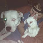 Daniel Tronik Therrien - @savage_x_insane - Instagram