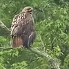 Dan Thiel - @dan.thiel4 - TikTok