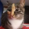 Jorge - @danielitoops - TikTok