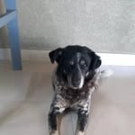 Daniel Tozzi - @tonyandrew9tio_carlos - Instagram
