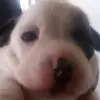 Daniel Trevizo - @daniel.trevizo5 - TikTok