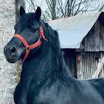 Daniel Trif - @daniel.trif.14 - Instagram