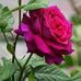 Daniel Troy Daniel - Facebook