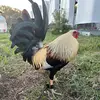 Daniel - @truly_.daniel - TikTok