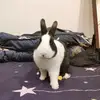 Daniel Tseng - @danieltseng4 - TikTok
