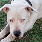 Daniel Tunesi - @danieltunesi73 - Instagram