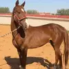 Daniel tunis - @daniel.tunis - TikTok