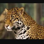 Daniel Tuomey - @sneaky_ninja282 - Instagram
