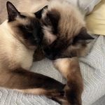 Daniel Tuomi - @vufi_mufi_cat - Instagram