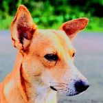 Daniel Tupou Vulaono - @daniel_t_v_fj679 - Instagram