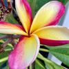 Daniel Turko130 - @floridaman.gardening - TikTok