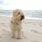 Daniel Vaillant - @vaillant7777 - Instagram