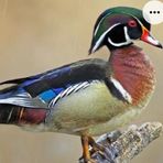 Daniel Faulk - Facebook