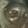 Daniel_Valli - @daniel_valli - TikTok