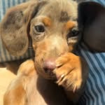 Daniel van Dalen - @danielvandalen2802 - Instagram