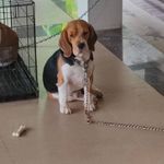Daniel Varghese - @danielvarghese890 - Instagram