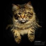 Daniel Vernier - @vernierdaniel - Instagram
