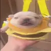 DANIELVERYCHILL🙂🙂🙂 - @user871285226 - TikTok