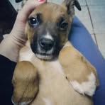 Daniel Viani - Facebook