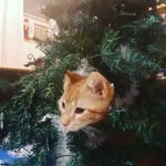 daniel viani - @danvancan123777 - Instagram