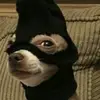 DANIEL VIDMAR CONDORI CHOQUE - @danielvidmarcondo - TikTok