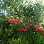 Daniel Viel - Facebook