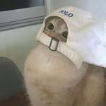 Daniel Vines - @danielvinesandcats - Instagram