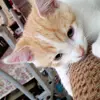 Daniel Viquez803 - @danielviquez2 - TikTok