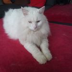 Daniel VIVIER - @vivier_79_daniel - Instagram