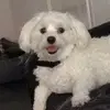 Milan - @danielleligtvoet - TikTok