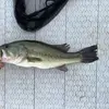 Daniel vogelbach - @noahluvs.fishing - TikTok
