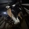 Daniel Watson - @daniel.watson94 - TikTok