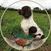 Daniel Whelan - Facebook