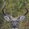 Daniel Whitt - @big_buckhunter35 - TikTok