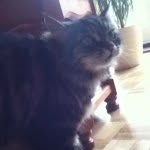 Danielwickenden - @cats_reborn - Instagram