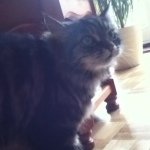Danielwickenden - @cats_reborn - Instagram