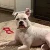 Danielle Busch - @frankthetank524 - TikTok