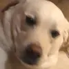 Daniel - @daniel_williamson - TikTok