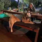 Daniel Wootton - @pochanks.is.a.cat - Instagram