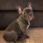 Neptune Daniel Yonan - @neptune_da_frenchie - Instagram