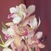 Daniel Youn - Facebook
