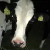 Daniel Zeigermann - @danielzeigermann - TikTok