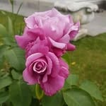 Daniela Alessi - @aigrette123 - Instagram
